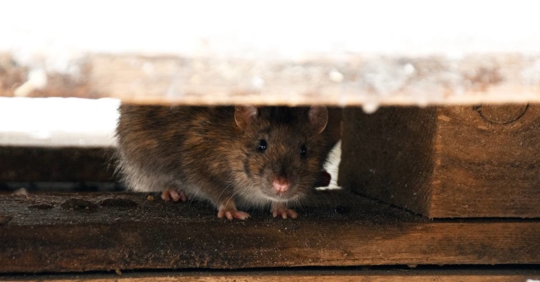 rat hides under wooden planks