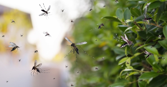 mosquitos