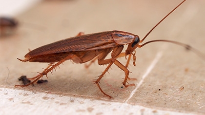 cockroach