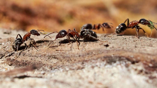 ants