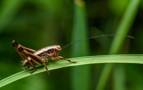 grasshopper