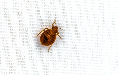 Bed bug