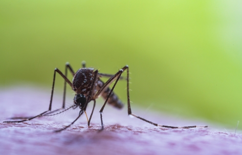 mosquito