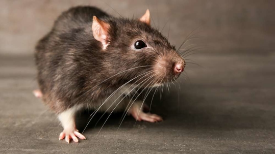 A mouse